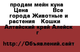 продам мейн куна › Цена ­ 15 000 - Все города Животные и растения » Кошки   . Алтайский край,Алейск г.